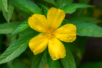 Hoe werkt de plant damiana?