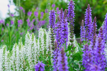 De Diverse Wereld van Salvia: Soorten en Hun Effecten