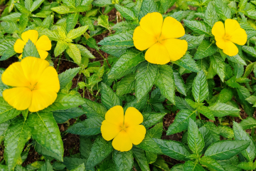 De Betoverende Wereld van Damiana: Ontdekking van een Sensuele Plant