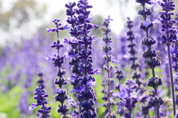 Salvia: Verkenning van een Uniek Kruid met Psychedelische Eigenschappen