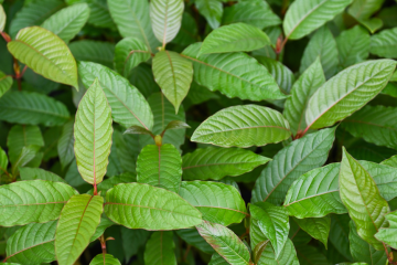 Kratom: Een Diepere Duik in het Kruid met Potentieel Welzijnsvoordelen