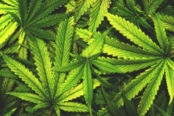 Het Zen-effect van Cannabis: Een Diepere Duik