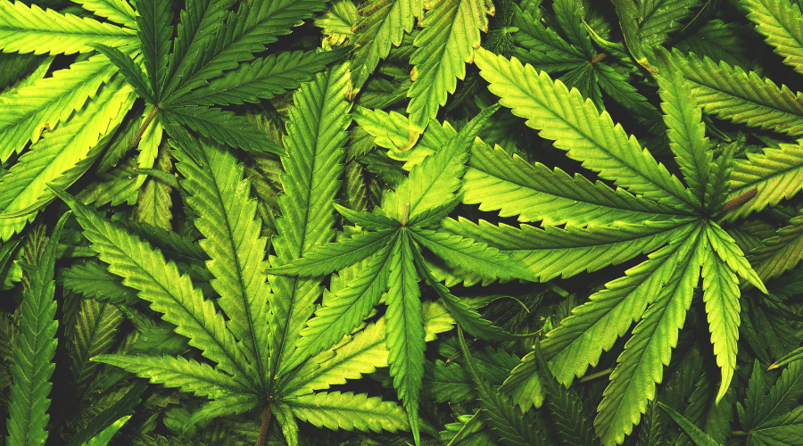 Het Zen-effect van Cannabis: Een Diepere Duik