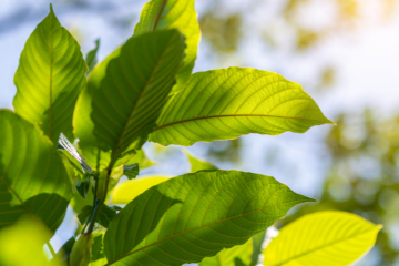 Ga je beter dansen van kratom?