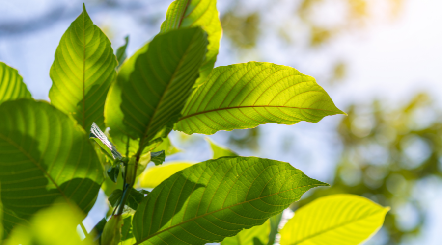 Ga je beter dansen van kratom?